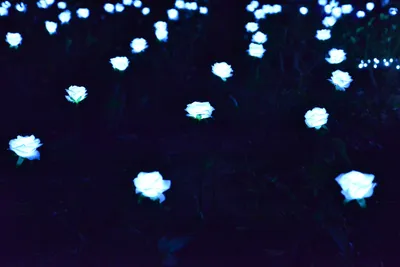 DSC_6982 (Large).JPG